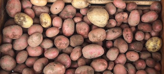 Buntes Kartoffelbuddeln